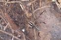 Agelena_canariensis_D3257_Z_89_Valle Gran Rey_Spanje
